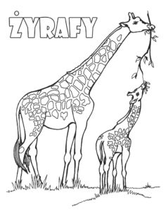 Żyrafy kolorowanka do wydruku dla dzieci