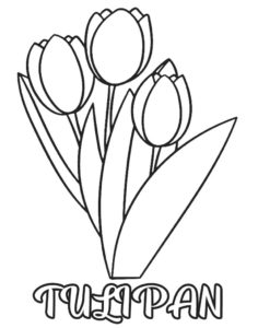 Kolorowanka tulipany dla dzieci