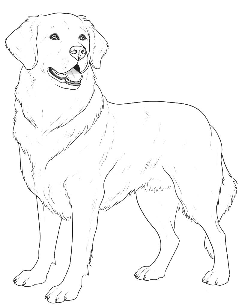 Labrador kolorowanka z rysunkiem psa do druku
