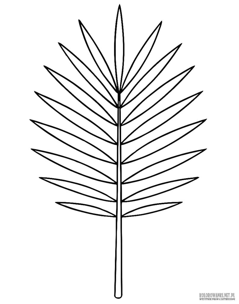 Liść palmy kolorowanka